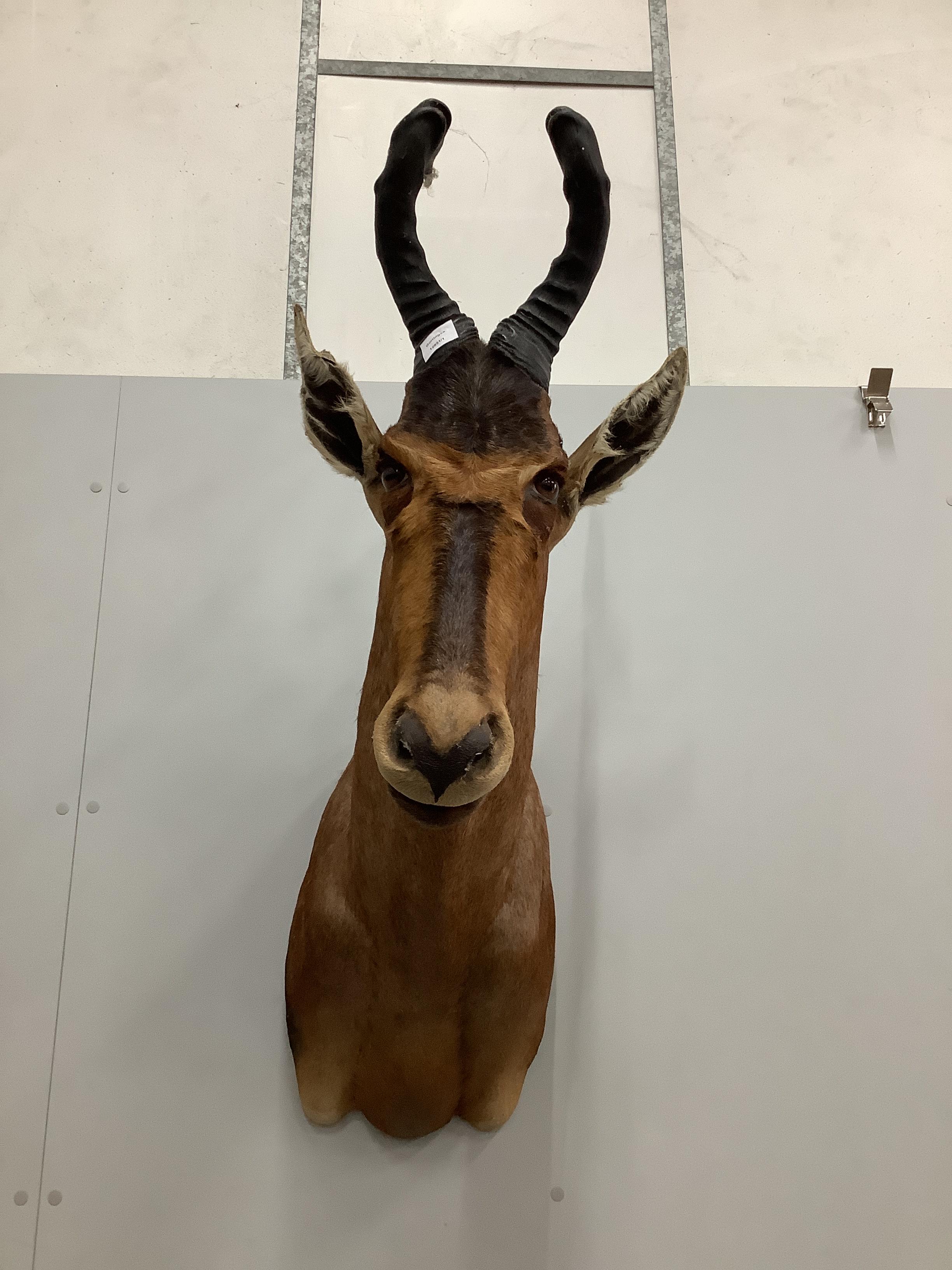 A taxidermy Red Hartebeest head and a Blesbok head, largest height 110cm